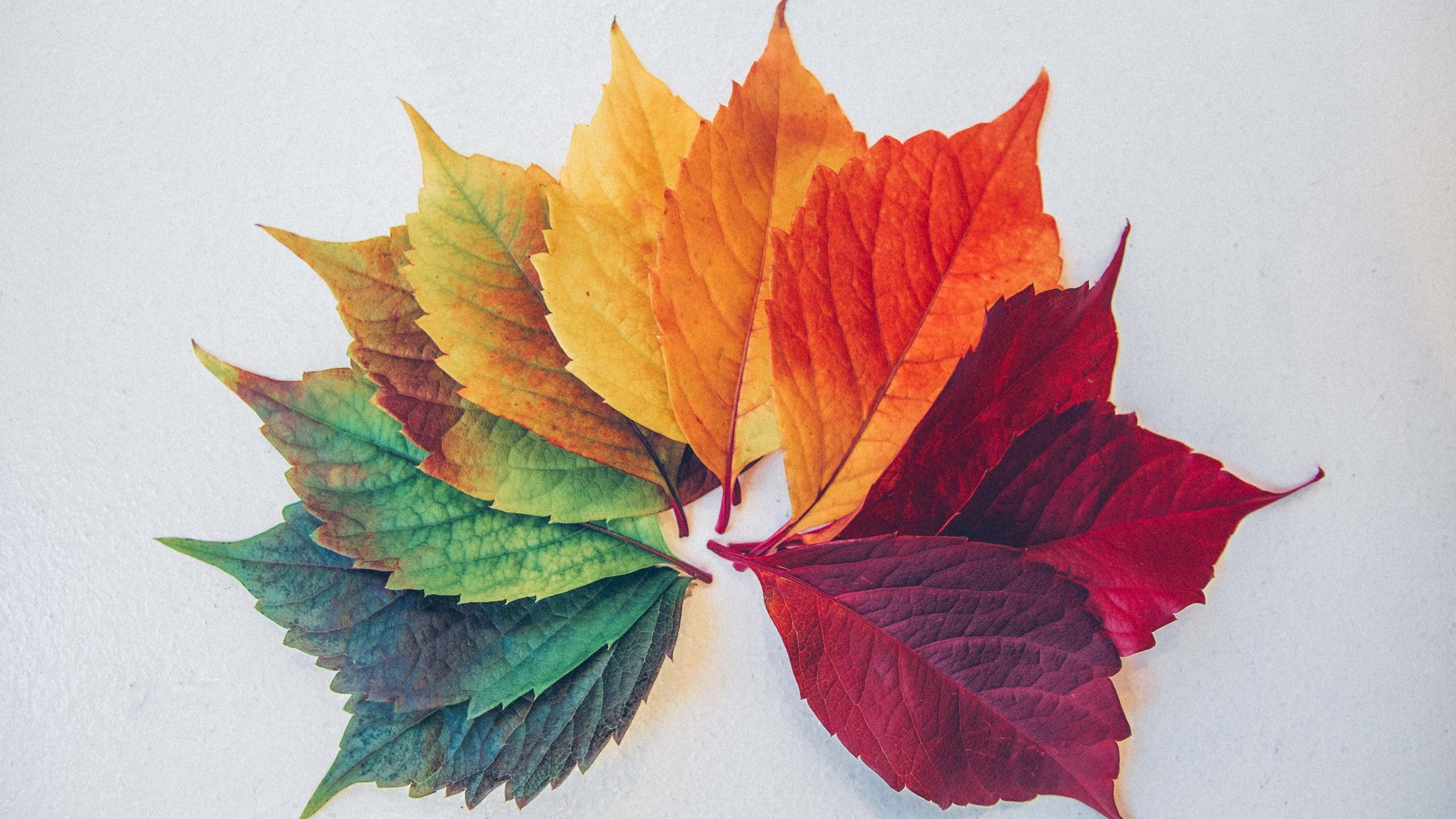 Stock image showing leaves of various colours in a fan-shape.