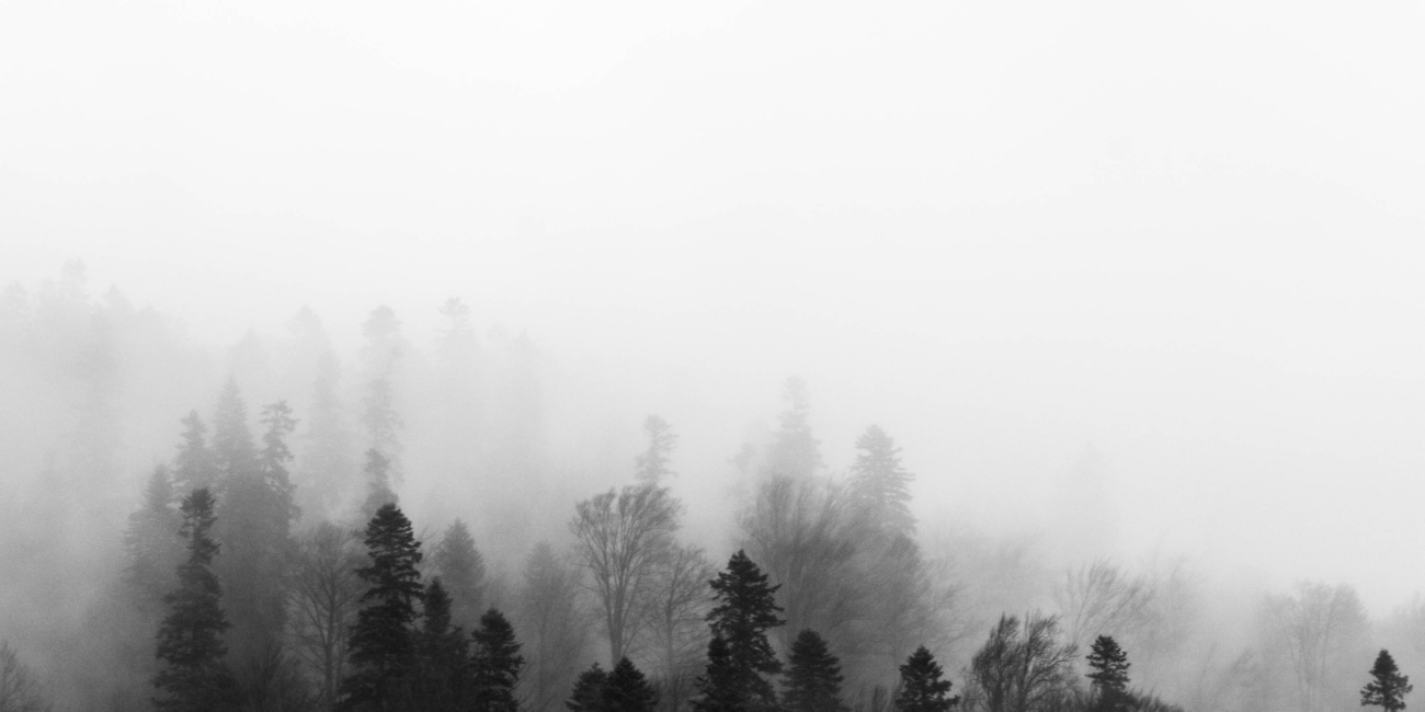 Grey foggy sky with dark forest in the lower third of image.