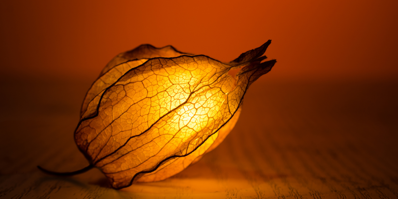 Burnt orange background with Cape Gooseberry in foreground, illuminated from within. Image is warm and intimate.