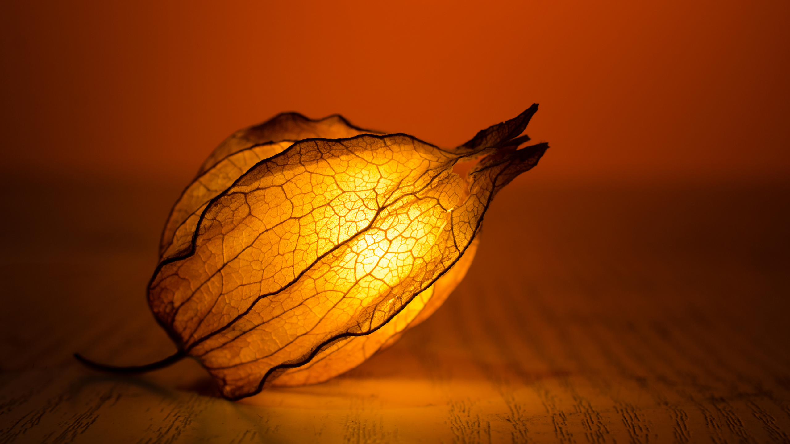 Burnt orange background with Cape Gooseberry in foreground, illuminated from within. Image is warm and intimate.