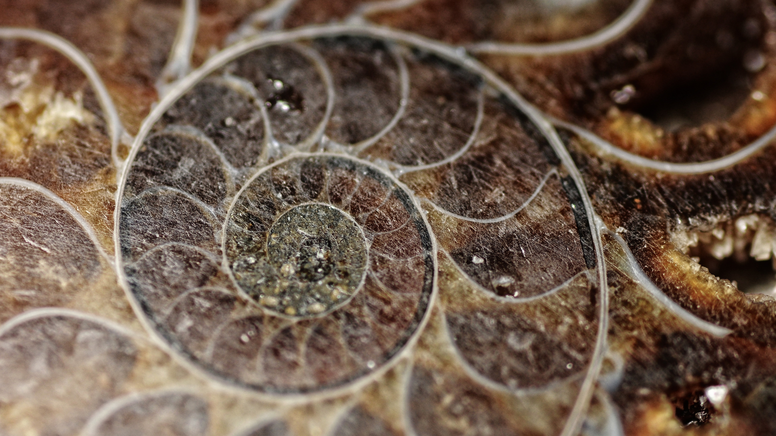 Close up view of a sectional slice of a shell showing circular fractal patterns